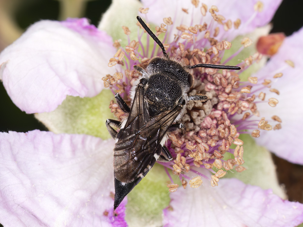 Aiuto identificazione